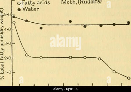 . Chemische Embryologie. Embryologie. Motte (Rudolf 5). UNE JULI AUG. SEPT. Okt. NOV. DEC. JAN. FEB. 1186 FETTSTOFFWECHSEL [pt.iii eine interessante Studie des Fettstoffwechsels der Eier der Lakai motten oder Zelt Caterpillar, Malacosoma americana, wurde von Rudolfs gemacht. Abb. 369, von seinen Daten gebaut, zeigt die progressive decUne insgesamt Fettsäuren bei der Entwicklung dieses Insekt. Offensichtlich einen sehr großen Anteil aufgebraucht ist, vermutlich durch Verbrennung in Übereinstimmung mit den Feststellungen auf ^Die seidenraupe und die grasshop -: Pro. Da die chorionzotten Beläge bilden 52 Prozent, des gesamten Ei Stockfoto