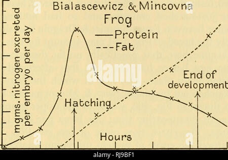 . Chemische Embryologie. Embryologie. SECT. Il] FETTSTOFFWECHSEL" 75 eine Abnahme der lipoid Phosphor, wie im folgenden Abschnitt beschrieben werden, so dass es schien, als ob die Menge der Fettsäuren in triglyzerid Form muss noch steigen statt sinken. Parnas &Amp; Krasinska haben ihre Untersuchungen nicht in der frei-Schwimmen Larvenstadium verfolgen. Die Arbeit der Faure-Fremiet&amp; Dragoiu einher, die von Parnas &Amp; • 004-003 CO • D J -'''' • OOl E O 002'015 • 010-Bialascewicz&amp;^ Probein Mincovna Frosch -------- Fab. Ende der developmenb o^300 • S 200 £^ 100 "005-E^i5r10 r o^* 100 150 200 ^ Stockfoto