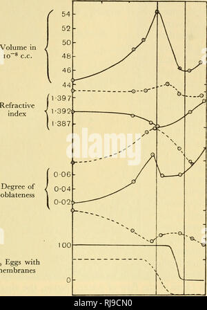. Chemische Embryologie. Embryologie. SECT. 5] IN DER ONTOGENESE 835 und weiblichen Zellkerne, und fällt, wenn der Vorgang abgeschlossen ist. Steigt sie wieder zu Unglücks, und vermindert deutlich unmittelbar vor der Spaltung. Die zweite brustvergrößerung Würde entsprechen die semipermeable Phase der Herlant und den Zeitraum der Augmentation von 20° 25 30° 35° 40°. 1-085 l-080; 2-5 1-4 Grad/o-04 Abplattung spezifische Dichte elektrische Ladung 20 &gt; 15 10 Oberflächenspannung in Dyn 100% Eier im 2-Zell-Stadium % Eier mit Membranen Abb. 206. Brechungsindex gefunden von Mias. Die Kurven, mit denen diese Stockfoto