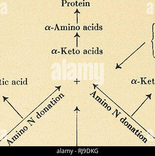 . Chemische Untersuchungen der Rhabarber Anlage. Rhabarber; Pflanzen. 116 Connecticut Experiment Station Bulletin 424 Pflanze, wo sie für die Resynthese des Proteins benötigt werden. Für diese pur-Pose, laut Schulze, sie sind hauptsächlich geeignet, obwohl Aminosäuren auch in der Reaktion kann teilen. Prianischnikow (64) hat diese Ansichten erweitert und hat darauf hingewiesen, dass die stickstoffhaltige Substanz in alle Reaktionen beteiligt ist Ammoniak. Ammoniak ist damit sowohl der Startpunkt und der Endpunkt oder, wie er sich ausdrückte, das Alpha und Omega der Stickstoff Metabo - Lism. Chibnall (20), in seiner Silliman Lectures Stockfoto