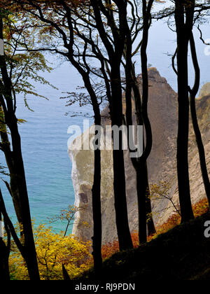 Europa, Deutschland, Mecklenburg-Vorpommern, Insel Rügen, Nationalpark Jasmund, UNESCO-Weltnaturerbe Europäische Buchenwälder, herbstbunte Rotbuchen ein Stockfoto