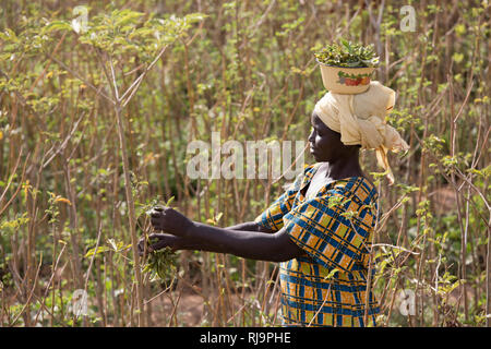 Kisambo Dorf, Yako, Burkina Faso, 28. November 2016; Marie Ouedraogo sammeln Kisambo boabab Blätter im Garten, der verwendet eine solar betriebene Bewässerungssystem. (Goutte ein Goutte system) Stockfoto