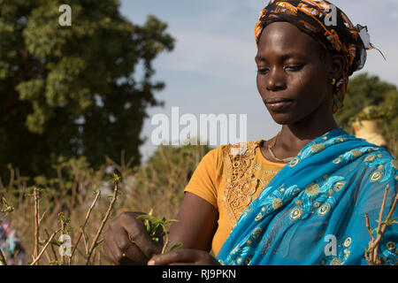 Kisambo Dorf, Yako, Burkina Faso, 28. November 2016; Stockfoto