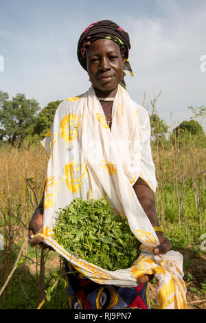 Kisambo Dorf, Yako, Burkina Faso, 28. November 2016; Mitglieder des Gartens sammeln Moringa verlässt. Die Kisambo Garten verwendet eine solarbetriebene Tropföler Bewässerungsanlage. (Goutte ein Goutte system) Stockfoto