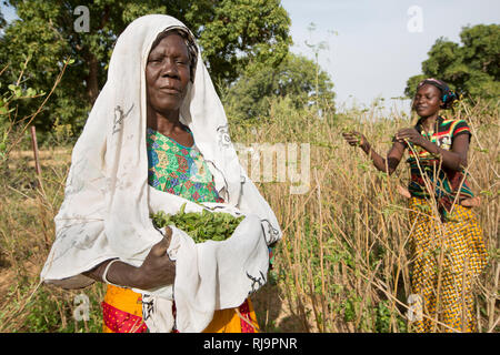 Kisambo Dorf, Yako, Burkina Faso, 28. November 2016; Mariam Ouedraogo und Sarata Ouedraogo (rechts) sammeln boabab verlässt. Stockfoto