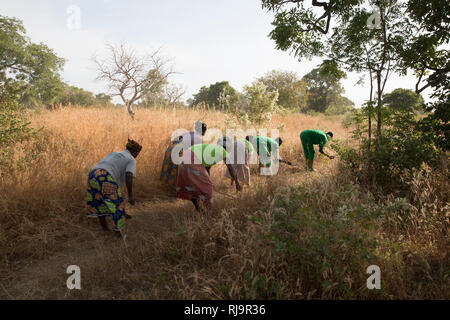 Bissiga Dorf, Yako, Burkina Faso, 29. November 2016 ; die Mitglieder der Wald Lebensgrundlage Projekt der Frau Erstellen eines Schutzwalls. Stockfoto