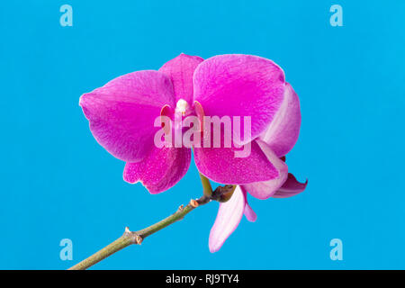 Ein Bündel von lila Orchidee Blumen s auf blauem Hintergrund. Stockfoto