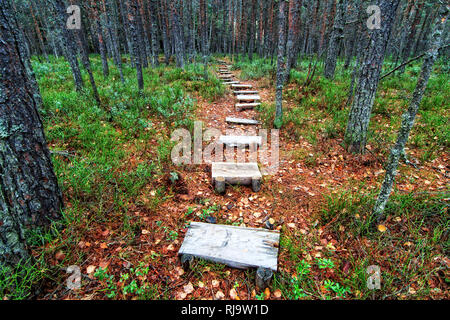 Holz- Weg im Herbst Wald - Tinovul Mohos, St Anna See, Rumänien, Europa Stockfoto