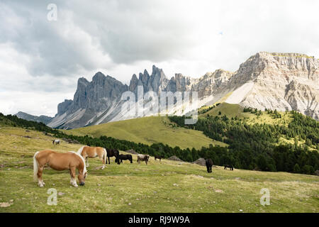 Pferd über Dolomit Landschaft Geisler oder Odle Berg Dolomiten Gruppe, Val di Funes, touristische Region in Italien Stockfoto