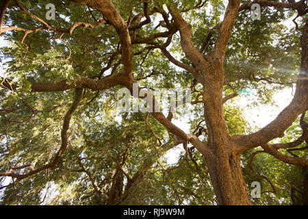 Bissiga Dorf, Yako, Burkina Faso, 29. November 2016; ein tamarind Indica Baum. Stockfoto