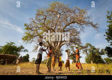 Baribsi Dorf, Yako, Burkina Faso, 30. November 2016; Kinder, die vor dem Dorf Baobab Baum spielen, werden für Dorffreffen verwendet. Stockfoto