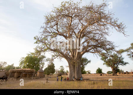 Baribsi Dorf, Yako, Burkina Faso, 30. November 2016; Das Dorf baobab Baum. Stockfoto