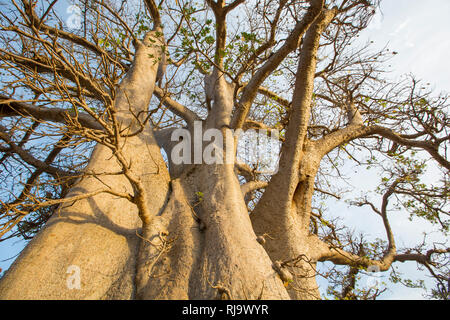 Baribsi Dorf, Yako, Burkina Faso, 30. November 2016; Das Dorf baobab Baum. Stockfoto