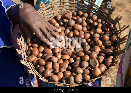 Yarsi Village, Yako, 1. Dezember 2016; (Links nach Rechts) Rasmata Simpone, 60, Leontine Ouedraogo, 31, und Bintou Sankana, 50, alle Mitglieder der Village Tree Enterprise Shea Group, mit Shea-Nüssen vor einem Shea-Baum, wo sie eine große Menge an Shea-Nüssen sammeln. Stockfoto