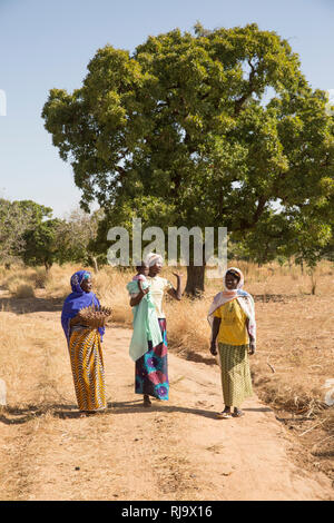 Yarsi Village, Yako, 1. Dezember 2016; (Links nach Rechts) Rasmata Simpone, 60, Leontine Ouedraogo, 31, und Bintou Sankana, 50, alle Mitglieder der Village Tree Enterprise Shea Group, mit Shea-Nüssen vor einem Shea-Baum, wo sie eine große Menge an Shea-Nüssen sammeln. Stockfoto