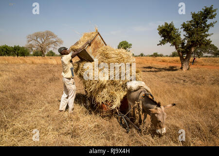 Yarsi Dorf, Yako, 1. Dezember 2016; Dem Moussa, aus dem Dorf, das Heu für Viehfutter sammelt. Stockfoto