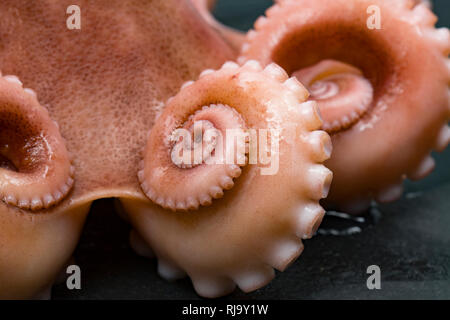Die Tentakel eines gekocht Lesser, oder gewellte Octopus, Eledone cirrhosa, die kommerziell in britischen Gewässern gefangen wurde und kaufte von einem Supermarkt. Ich Stockfoto
