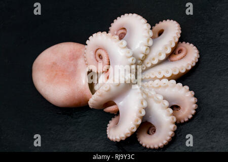 Ein warmes Lesser, oder gewellte Octopus, Eledone cirrhosa, die kommerziell in britischen Gewässern gefangen wurde und kaufte von einem Supermarkt. Es wird dargestellt, Boi Stockfoto