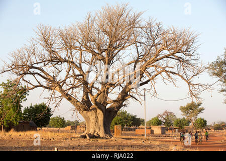 Koassa Village, Yako, 2. Dezember 2016; EIN großer Baobab-Baum im Zentrum des Dorfes. Stockfoto