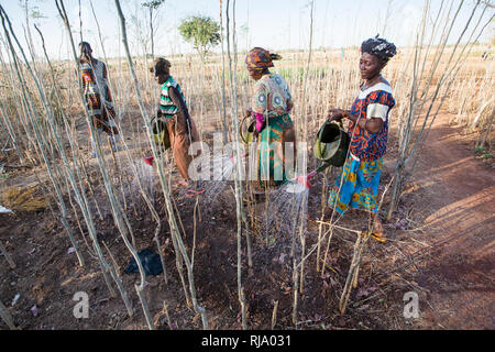 Koassa Dorfgarten, Yako, 2. Dezember 2016; der Gruppe der Frauen, die Moringa-Applings bewässert. Stockfoto