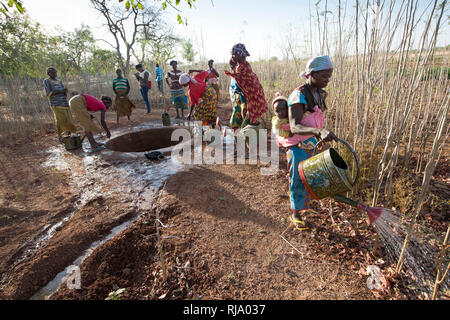 Koassa Dorfgarten, Yako, 2. Dezember 2016; Tiendrebeogo Marie Camole, 34, mit ihrem Baby, Das Moringa-Applets Wässert. Stockfoto