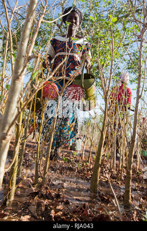 Koassa Dorfgarten, Yako, 2. Dezember 2016; Mitglieder der Gartengruppe Bewässerung Moringa Applings. Stockfoto