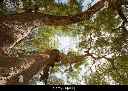 Koassa Village, Yako, 2. Dezember 2016; EIN Dawa Dawa Baum in der Nähe des Dorfes. Stockfoto