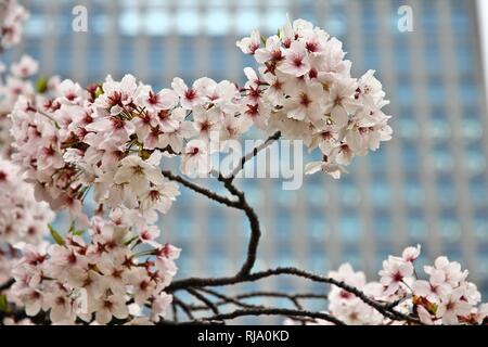 Tokio, Japan - Kirschblüte (Sakura) in berühmten Hama-rikyu Gardens Park. Cherry Blütenblätter. Stockfoto