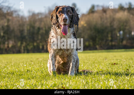 Braune und weiße Springer Spaniel saßen auf dem Gras in den Park. Stockfoto