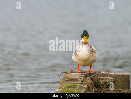 Stockente freuen uns auf einem holzdeck am Rande des Wassers thront. Stockfoto