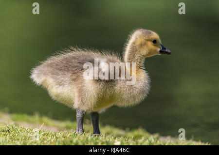 Cygnet stehend auf dem grünen Rasen. Sanft verschwommenen Hintergrund. Stockfoto