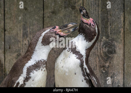 Afrikanische Pinguine gemeinsam in von einer braunen Holz- Hintergrund. Afrikanische Pinguin (Spheniscus demersus) auch als Jackass Pinguine bekannt und Stockfoto