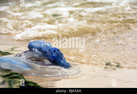 Die Quallen am Strand bei Ebbe Stockfoto