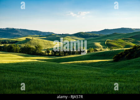 Typische hügelige Toskanische Landschaft im Val d'Orcia mit Feldern und Bäumen bei Sonnenaufgang Stockfoto