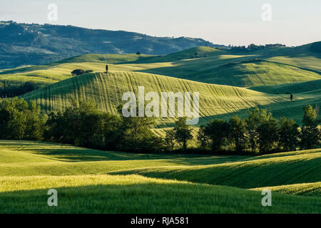 Typische hügelige Toskanische Landschaft im Val d'Orcia mit Feldern und Bäumen bei Sonnenaufgang Stockfoto