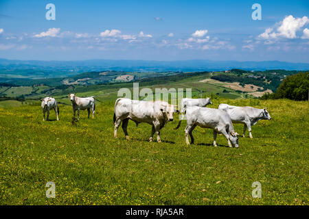Typische hügelige Toskanische Landschaft im Val d'Orcia mit Feldern und grasenden Kühen Stockfoto