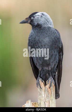 Krähe thront auf Baumstamm mit einem weichen Hintergrund. Stockfoto