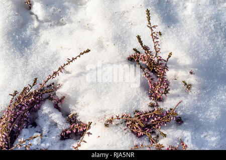 Schnee gefroren Lavendel Pflanzen in sonnigen Wintertag Stockfoto