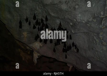 Fledermäuse hängen an der Decke in einer Höhle. Fledermäuse hängen an der Decke in einer Höhle. Stockfoto