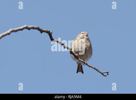 Gemeinsame Hänfling im Baum Stockfoto