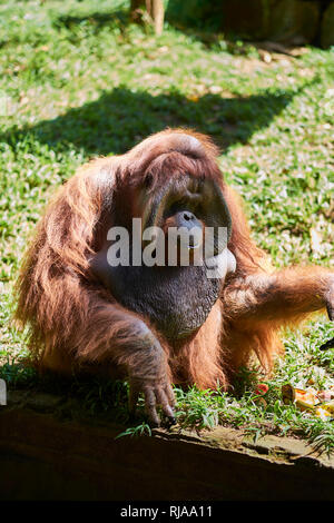 Orang-utan im Zoo, Kampung Bali Sumatra Stockfoto