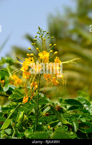 Dwarf Poinciana lateinischer Name Caesalpinia pulcherrima Blumen Stockfoto