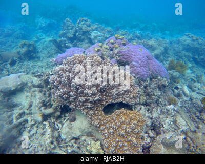 Gesunde Korallen, einschließlich sowohl Hart- und Weichkorallen, die in der nördlichen Region des australischen Great Barrier Reef Stockfoto