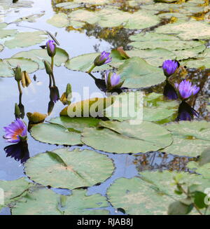 Nymphaea caerulea, bekannt vor allem als Blaue Lotus (oder blaue Ägyptische Lotus), aber auch Blaue Wasserlilie (oder blaue Ägyptische Seerose), und die Heilige blaue Lilie, ist ein seerosen der Gattung Nymphaea. Wie andere Arten in der Gattung, die Pflanze enthält das psychoaktive Alkaloid aporphine (nicht zu verwechseln mit apomorphin werden). Es war in der alten ägyptischen Kulturen bekannt. Stockfoto