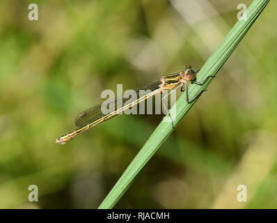 Die Emerald damselfly Lestes sponsa in der Vegetation sitzen Stockfoto