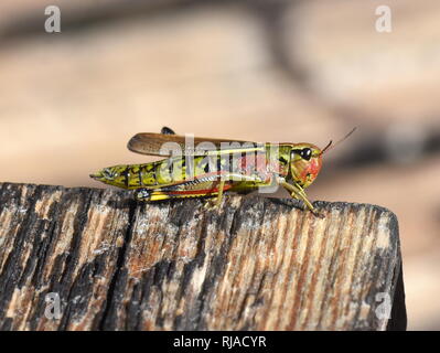 Die großen Sumpf grasshopper Mecostethus grossus auf ein Stück Holz Stockfoto