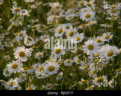 Quicklebendig. Ox Auge Gänseblümchen auf einem Gras Kante in einen Feldweg in Hertfordshire. Stockfoto