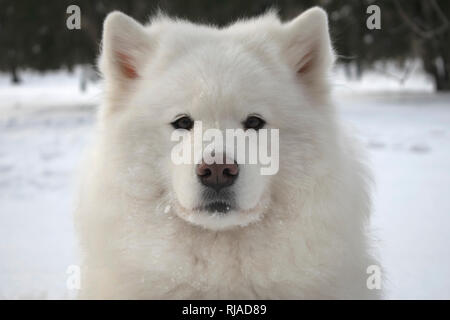 Schnauze Samoyed. Schließen portrait einer sehr schöne weiße flauschige Hund. Eine der schönsten Tiere der Welt Stockfoto