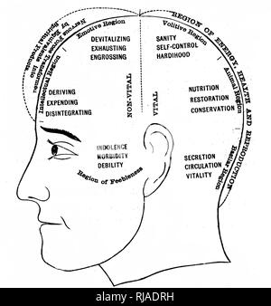 Ein Kupferstich zeigt eine Grafik, die den vermeintlichen Funktionen der verschiedenen Bereiche des Gehirns. Vom 19. Jahrhundert Stockfoto