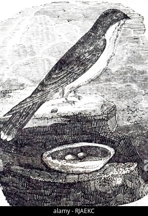 Eine Gravur, das eine Esculent Schlucken. Das Nest dieses Vogels ist als großer Delikatesse von den Chinesen. Vom 19. Jahrhundert Stockfoto